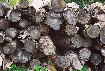 Why Does Music Feel So Good?